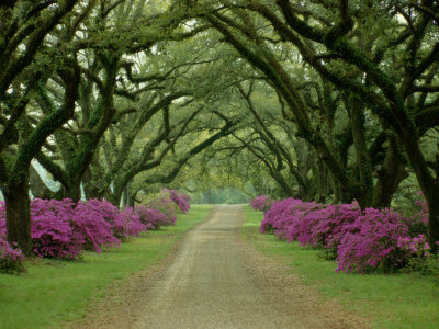 sam-abell-a-beautiful-pathway-lined-with-trees-and-purple-azaleas